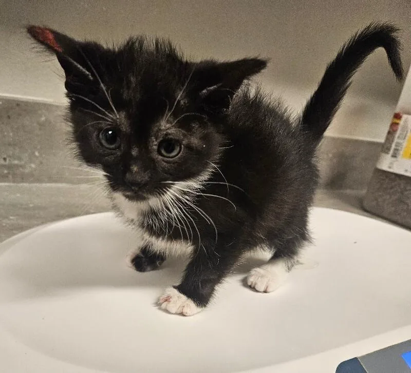 A young medium-sized female Black & White / Tuxedo Domestic Short Hair cat named Dinosaur Ladle for adoption in Fort Collins, CO