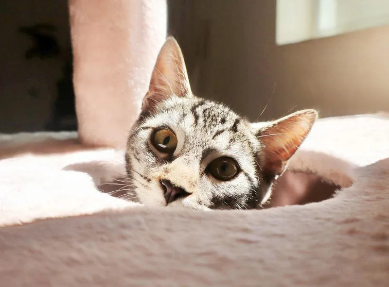A young medium-sized male Tabby cat named Milo for adoption in Alameda, CA