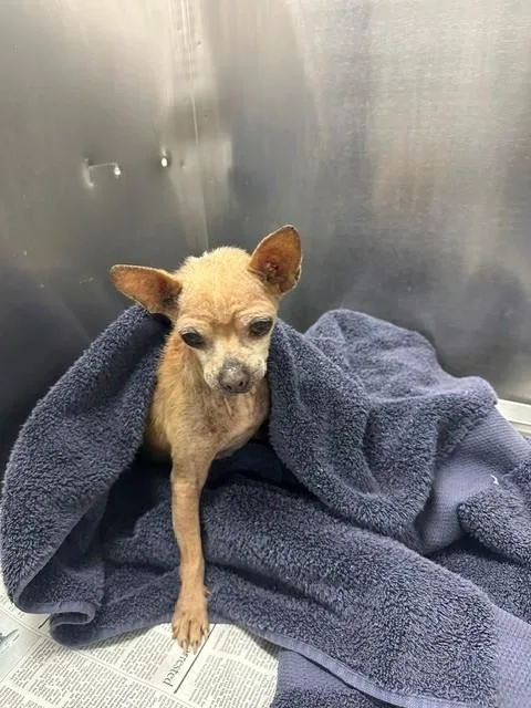 A senior medium-sized male Chihuahua dog named Jack for adoption in Downey, CA