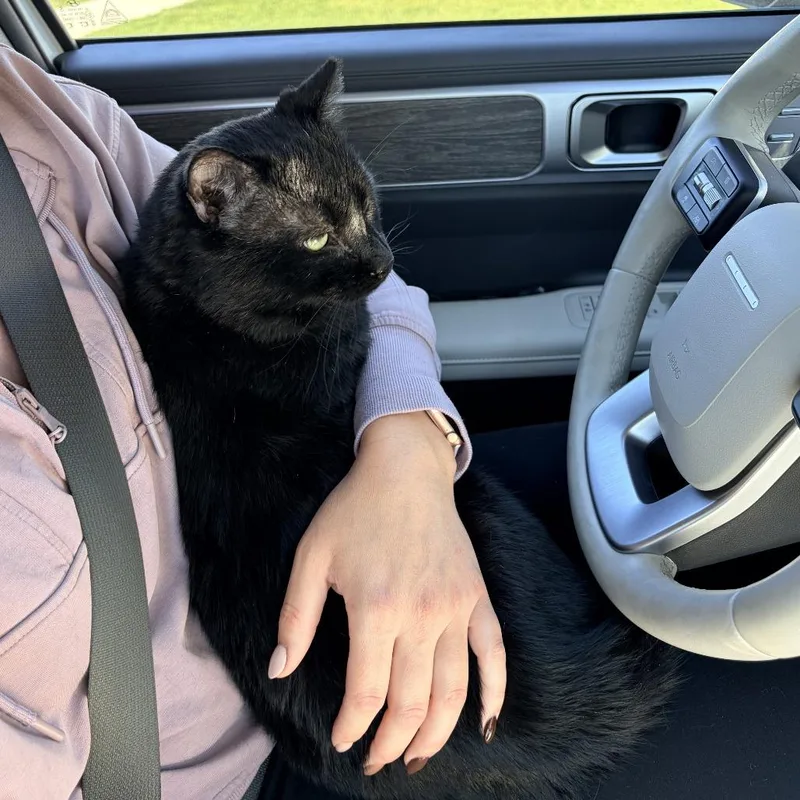 An adult small-sized male Black Domestic Short Hair cat named Poppa for adoption in Layton, UT