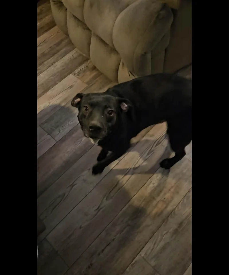 An adult medium-sized male Labrador Retriever dog named Joe for adoption in Zimmerman, MN
