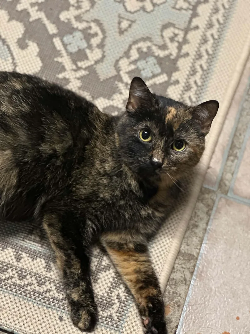 A young medium-sized female Tortoiseshell Domestic Short Hair cat named Chapel for adoption in Milwaukee, WI