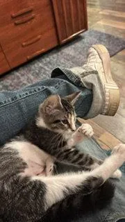 A baby medium-sized female Domestic Short Hair cat named Gretl for adoption in Wheaton, IL