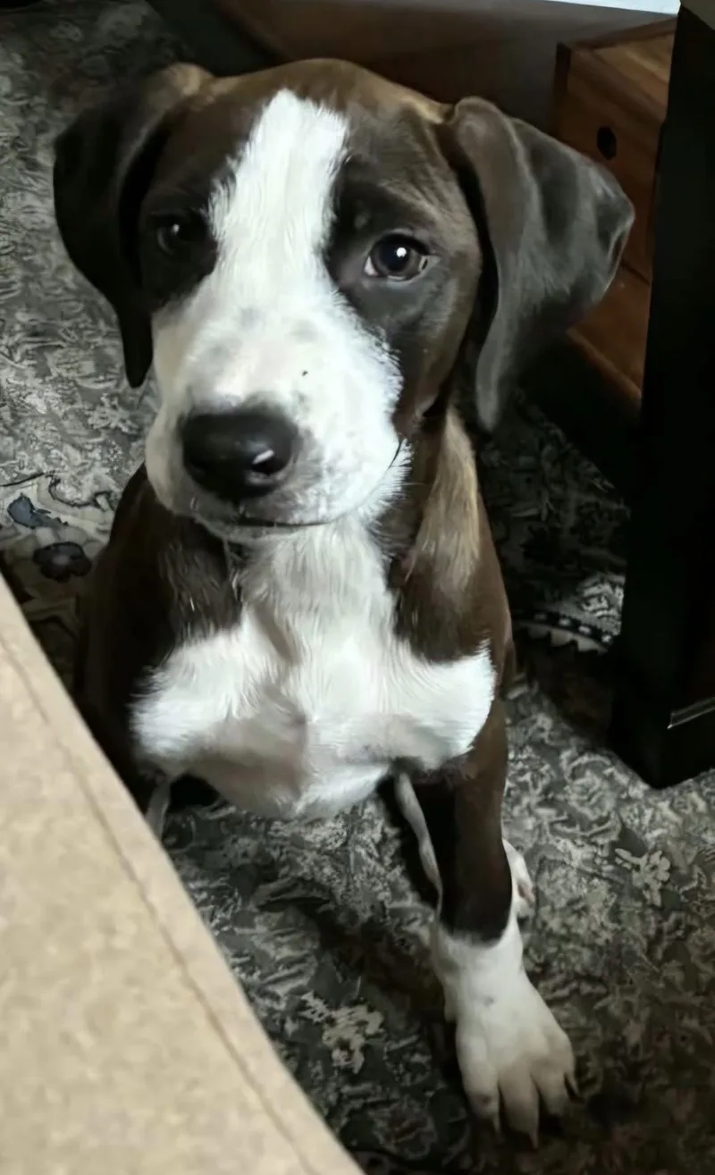 A baby medium-sized female Hound dog named Katana for adoption in Alexander, AR