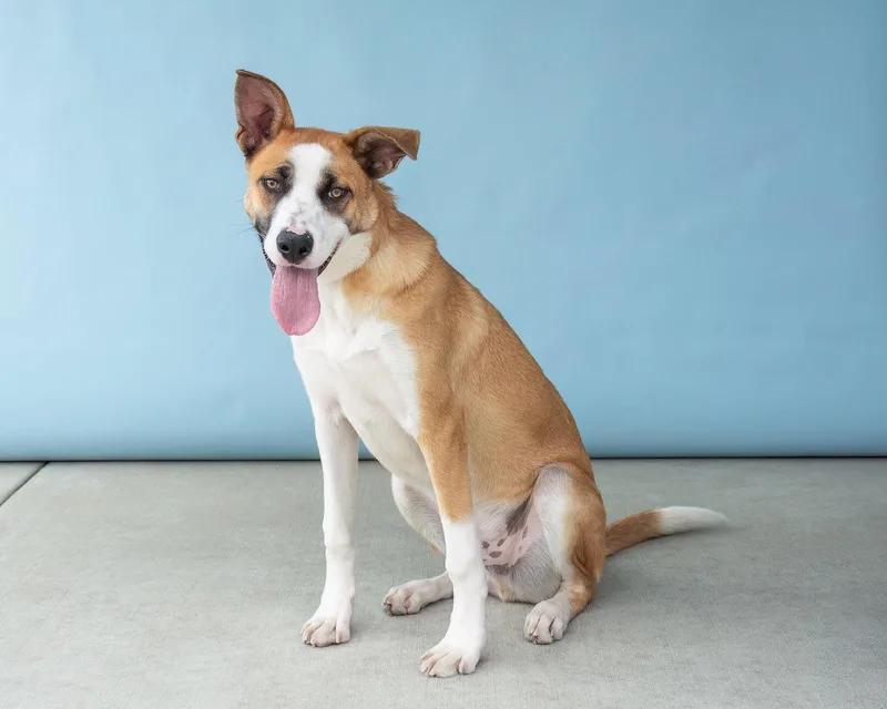 A young large-sized male German Shepherd Dog dog named Bandi for adoption in Pasadena, CA