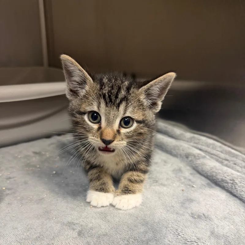 A baby small-sized male Brown / Chocolate Domestic Short Hair cat named Jack for adoption in Bryan, TX