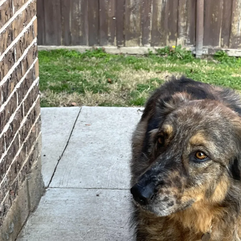 Mimosa J thumbnail 2