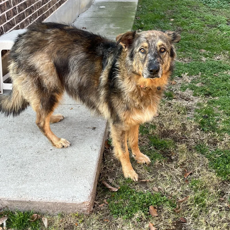 Mimosa J thumbnail 3