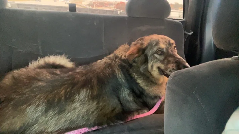 Mimosa J thumbnail 4