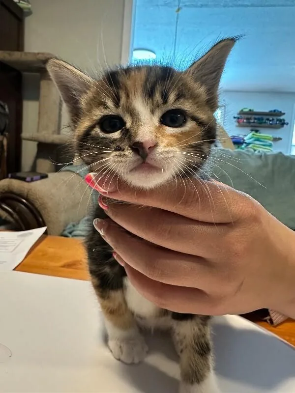 A baby medium-sized female Domestic Short Hair cat named Poppy for adoption in Kennewick, WA