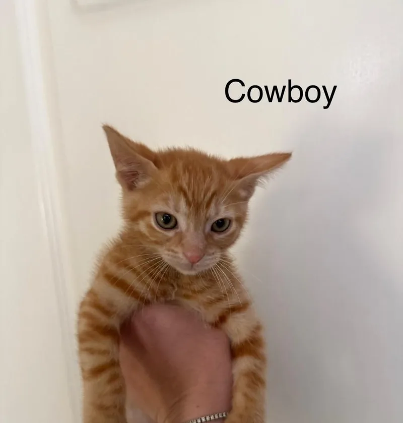 Cowboy