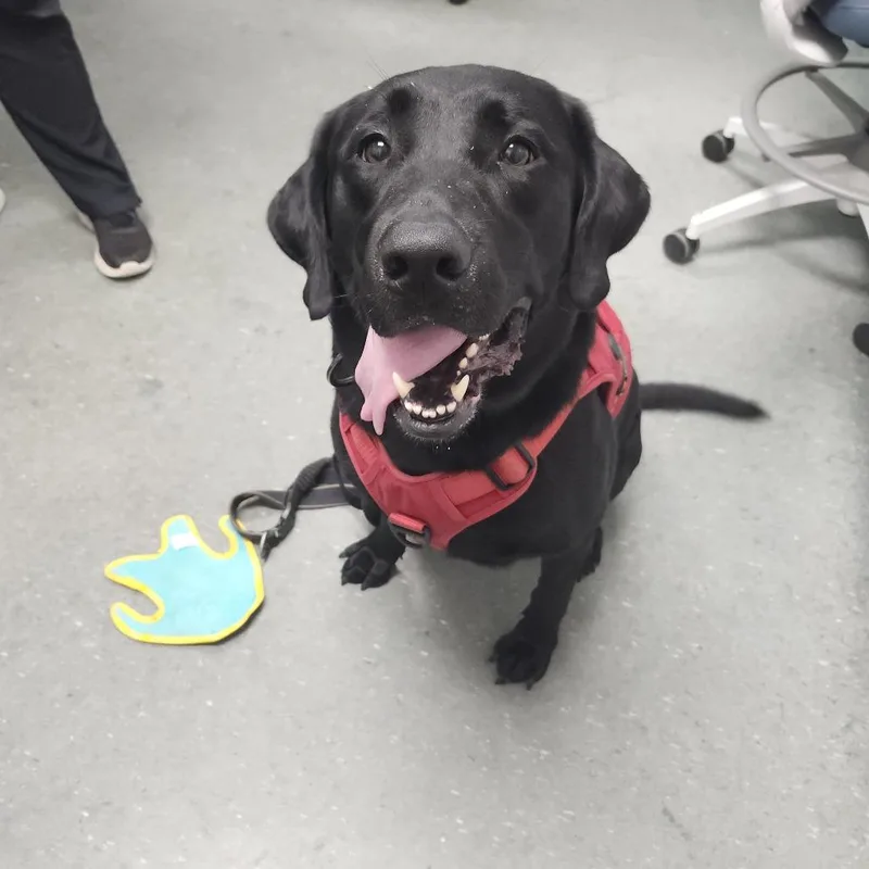 An adult large-sized male Black Labrador Retriever dog named Squid for adoption in Tampa, FL