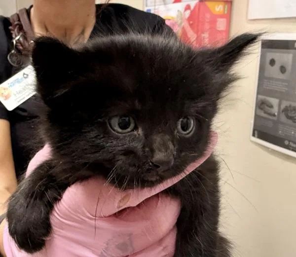 A baby small-sized female Domestic Short Hair cat named Caterpillar Roll for adoption in Escondido, CA