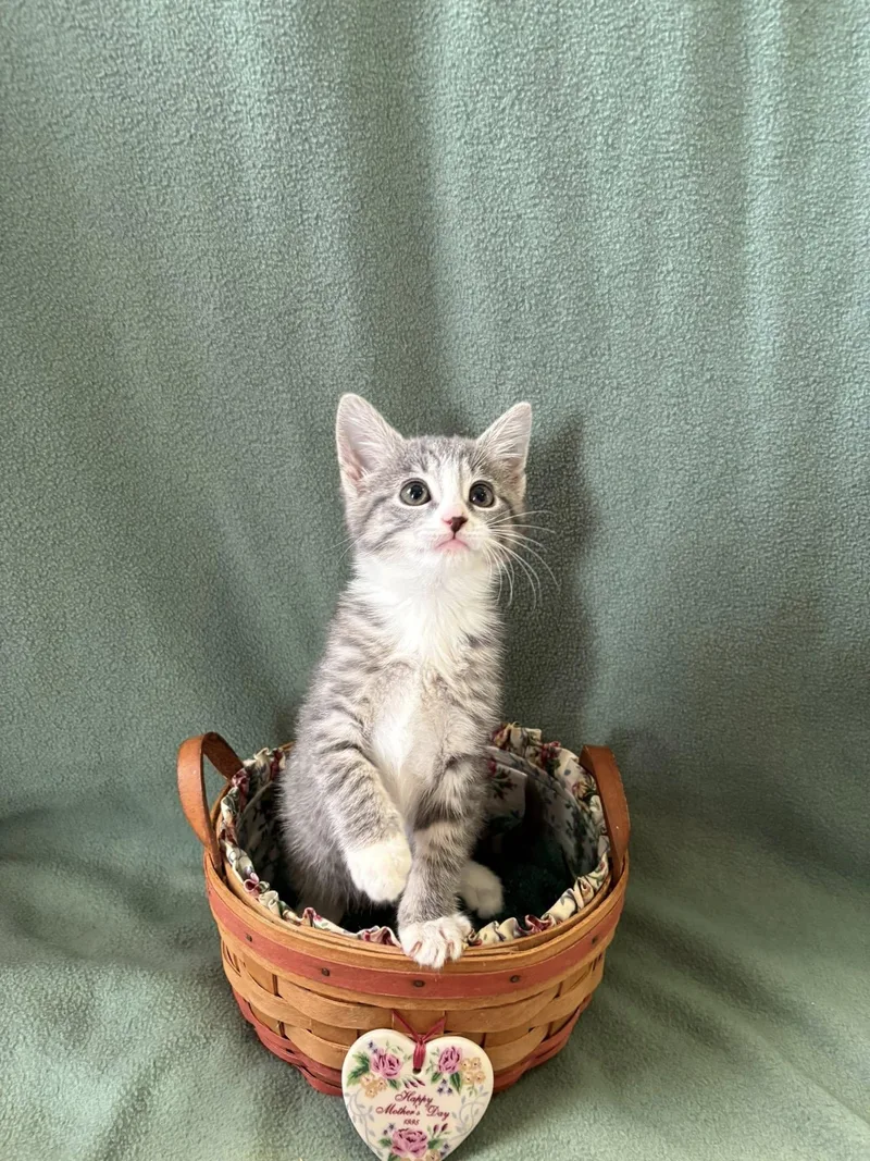 A young medium-sized female American Shorthair cat named Lady Siff for adoption in Barboursville, WV