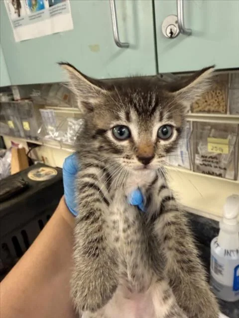 A baby medium-sized male Brown / Chocolate Domestic Short Hair cat named Peter for adoption in Woodland, CA
