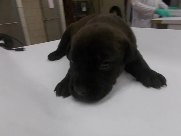 A senior small-sized female Labrador Retriever dog named Nala for adoption in Houston, TX