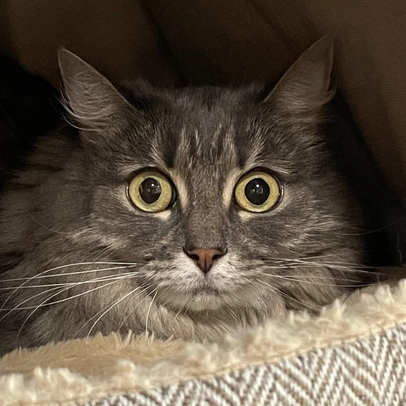 An adult medium-sized female Tabby (Gray / Blue / Silver) Domestic Medium Hair cat named Wren for adoption in West Swanzey, NH