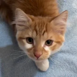 A baby medium-sized male Domestic Short Hair cat named Rambo Normandy  Needs for adoption in Hudson, MA