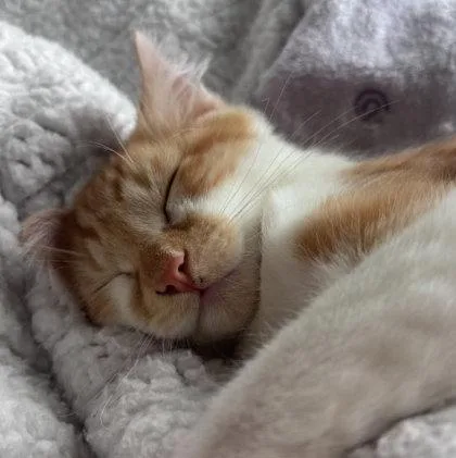 Rambo Normandy  Needs thumbnail 2