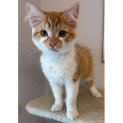 Rambo Normandy  Needs thumbnail 3