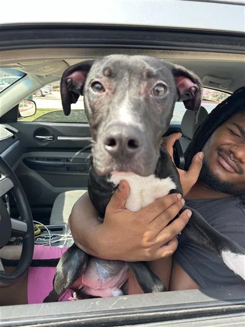 A baby medium-sized male American Staffordshire Terrier dog named Stax for adoption in San Antonio, TX