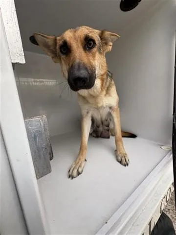 A young large-sized female German Shepherd Dog dog named A for adoption in Houston, TX