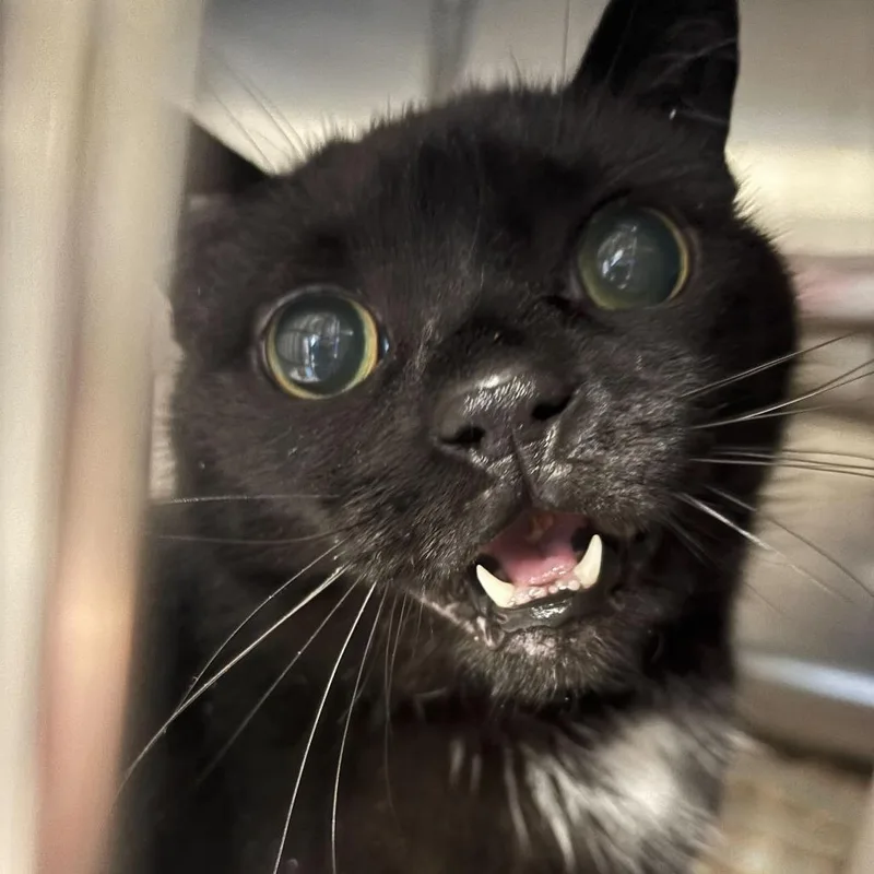A senior extra large-sized female Black Domestic Short Hair cat named Lily for adoption in Newark, DE