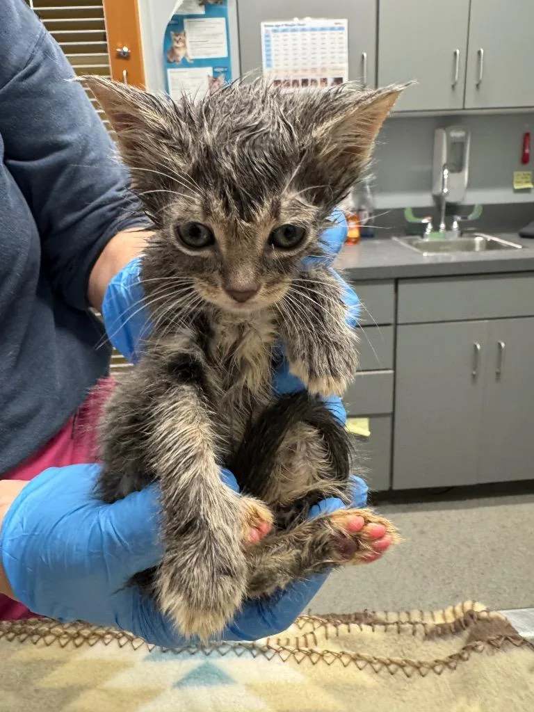 A baby medium-sized female Domestic Short Hair cat named Happiness for adoption in Bloomington, IN