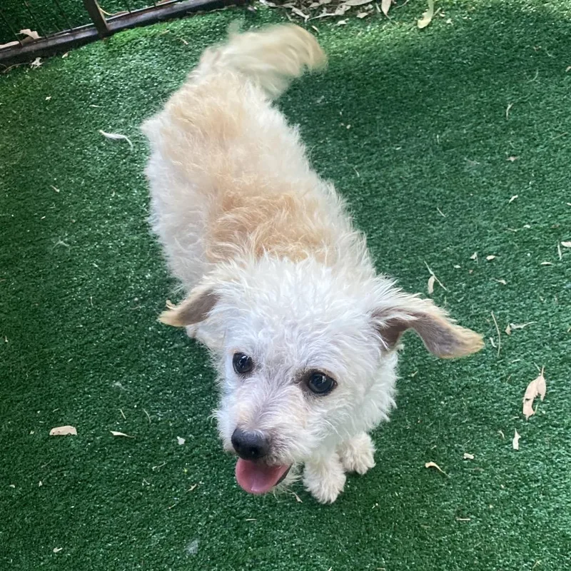 A young small-sized female White / Cream Poodle dog named Dolly for adoption in Escondido, CA