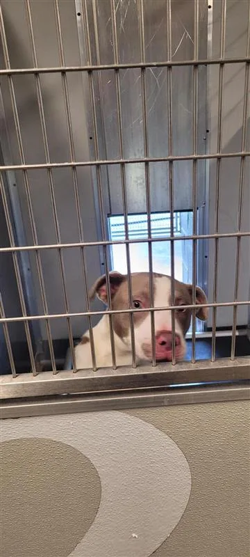 An adult medium-sized male Mixed Breed dog named Summit for adoption in West Chester, PA