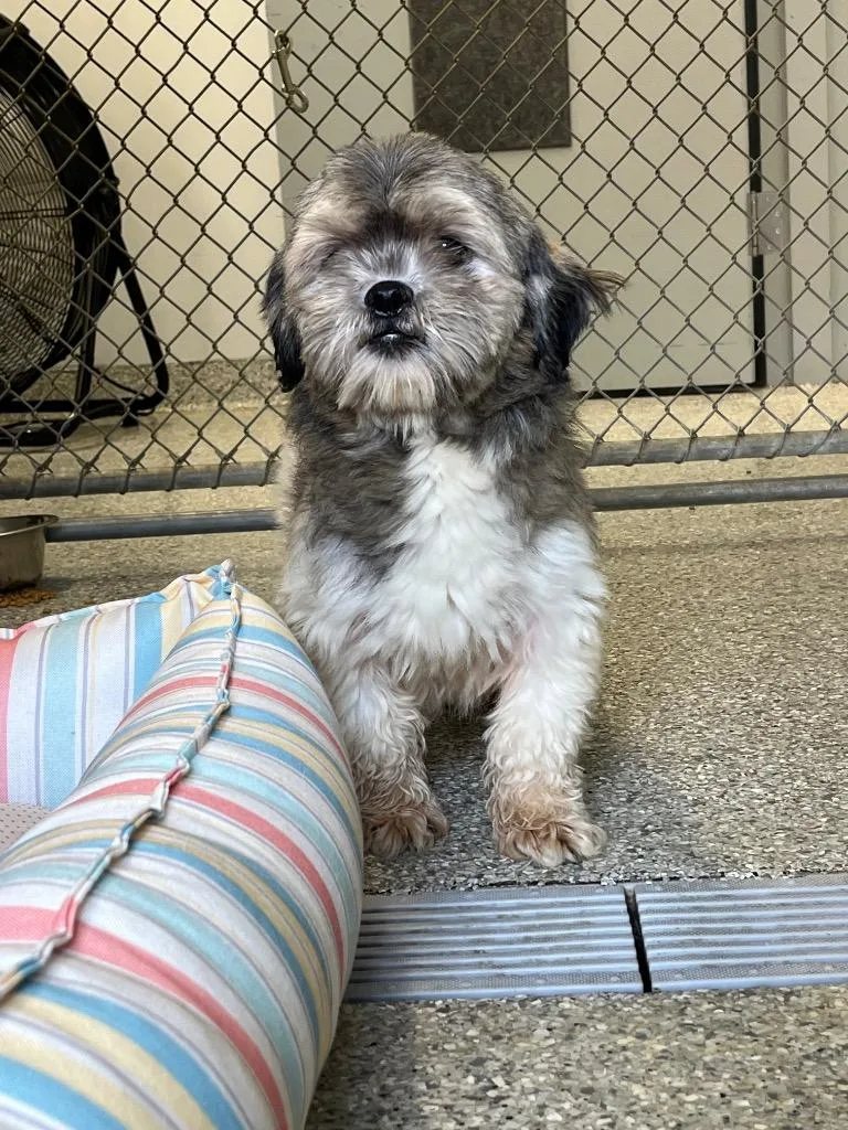A young small-sized female Shih Tzu dog named Waddles for adoption in Auburn, IN