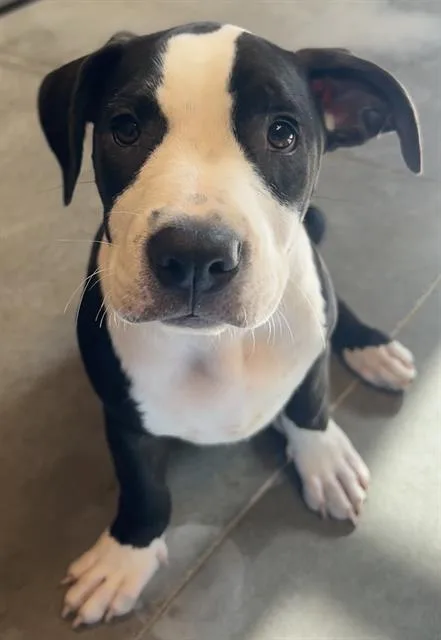 A baby small-sized male Staffordshire Bull Terrier dog named Tupperware for adoption in Santa Cruz, CA