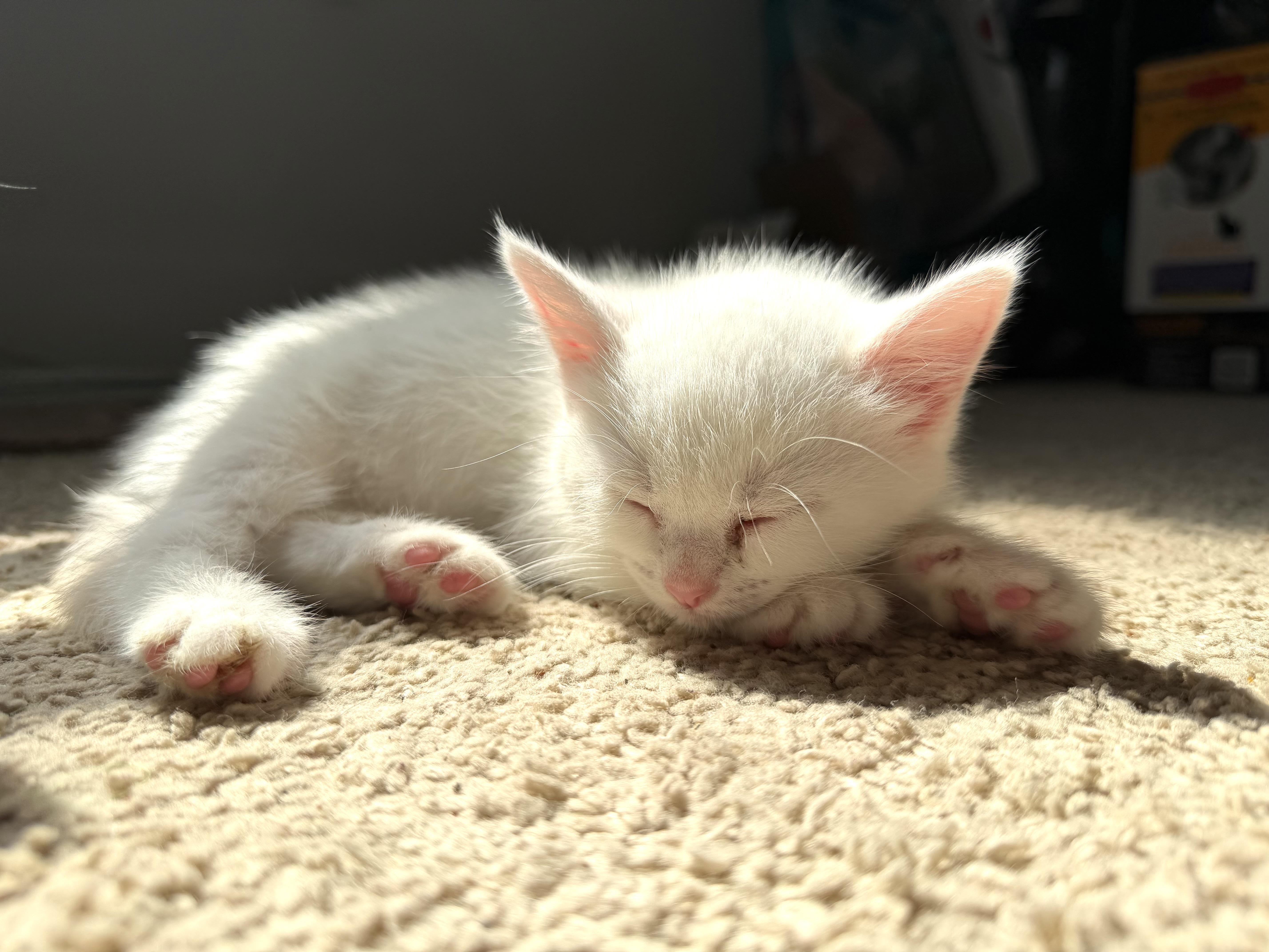 A baby medium-sized female White Domestic Short Hair cat named Trixie for adoption in East Amherst, NY