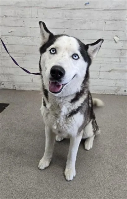 An adult medium-sized male Siberian Husky dog named Romano for adoption in San Bernardino, CA