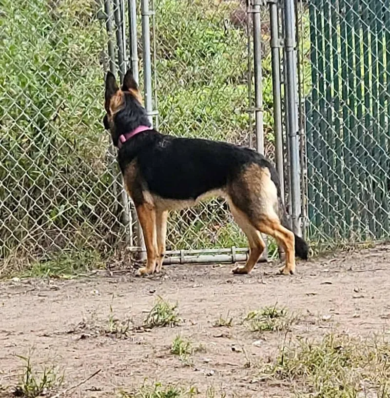 An adult large-sized female German Shepherd Dog dog named RoxyI for adoption in Anoka, MN