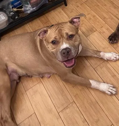 An adult large-sized female Yellow / Tan / Blond / Fawn Pit Bull Terrier dog named Maid Marian for adoption in Kansas City, MO