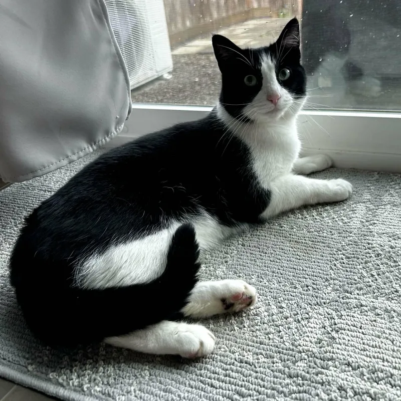 An adult medium-sized male Tuxedo cat named Timmy for adoption in Gladstone, OR