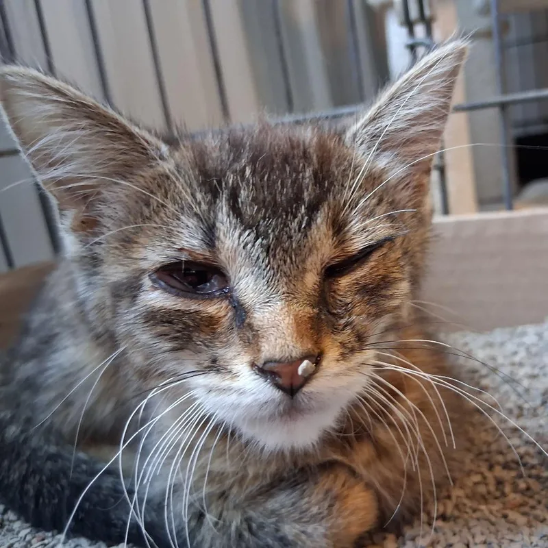 A baby small-sized female Brown / Chocolate Domestic Short Hair cat named Rory for adoption in Marion, IL