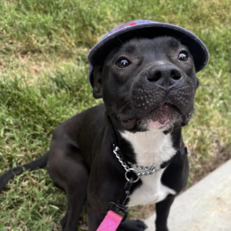 A young medium-sized female Black Pit Bull Terrier dog named Orchid for adoption in Richmond, VA