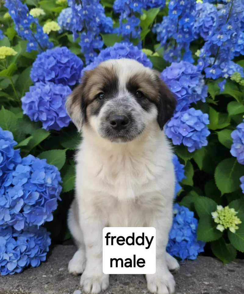 Freddy