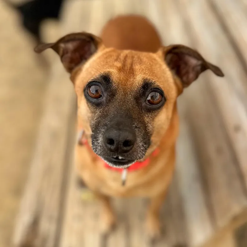 An adult small-sized male Brown / Chocolate Mixed Breed dog named Coco for adoption in Fredericksburg, VA