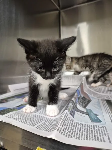 A baby small-sized female Domestic Short Hair cat named Pen for adoption in Lawrenceville, GA