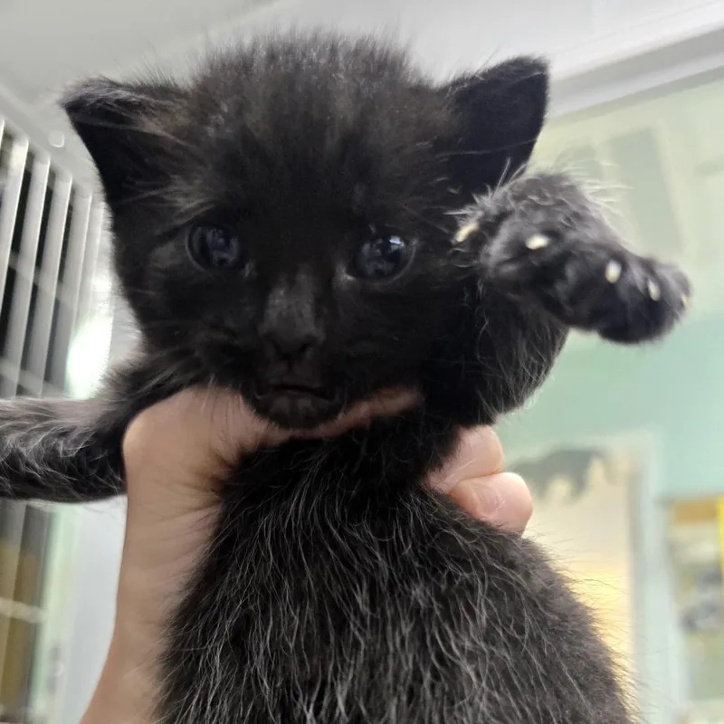 A baby small-sized male Domestic Short Hair cat named Cheech for adoption in Marble, NC