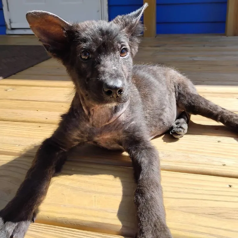 A baby small-sized female Black Mixed Breed dog named Mumble for adoption in Buffalo, MN
