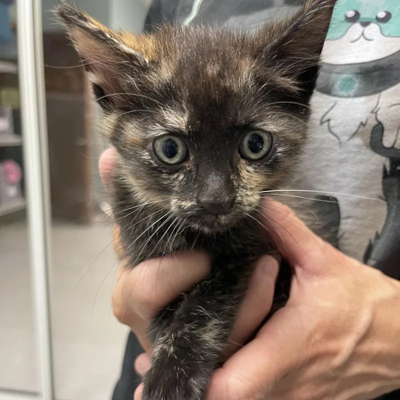 A baby small-sized female Tortoiseshell Domestic Short Hair cat named Sequoia for adoption in Shawnee, KS