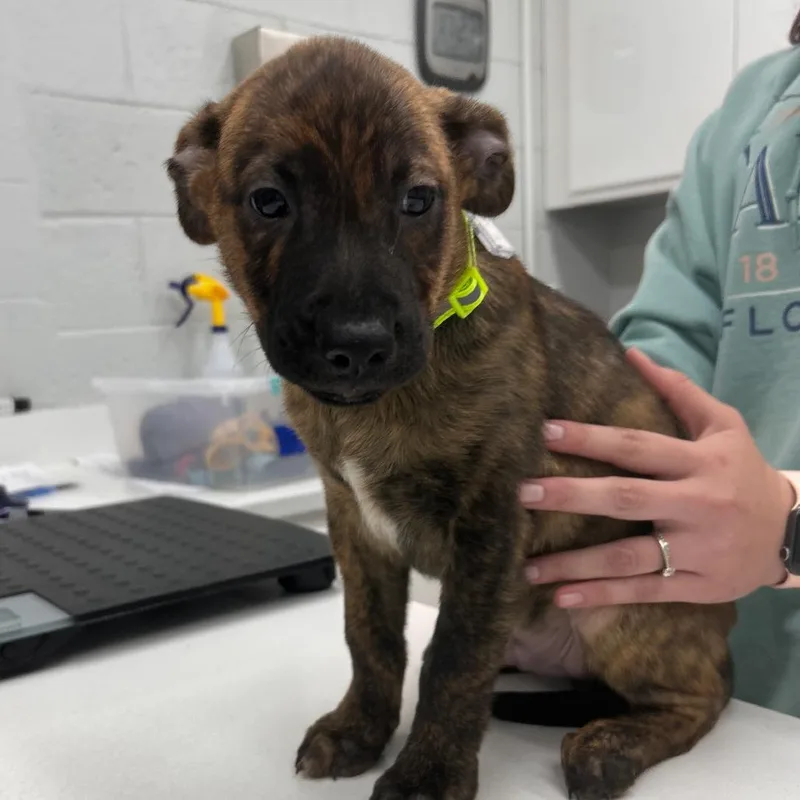 A baby small-sized male Cattle Dog dog named Archer for adoption in Fairfax, VA