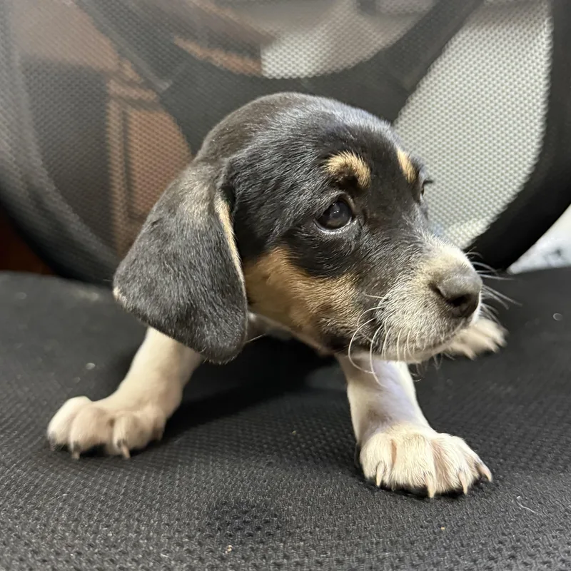 Frosted Soda thumbnail 2