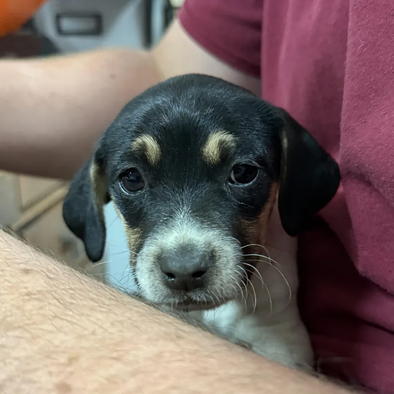 Frosted Soda thumbnail 3