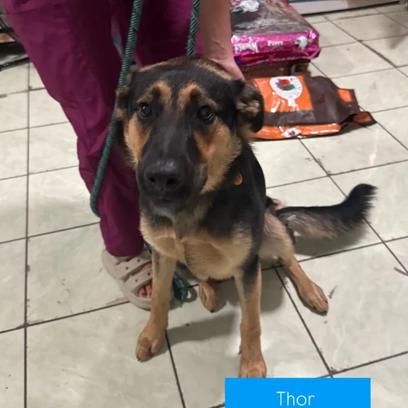 A young small-sized male Black German Shepherd Dog dog named Thor for adoption in Tampa, FL