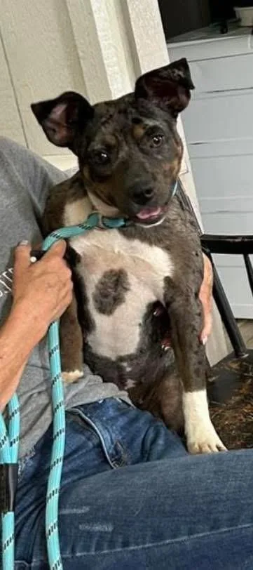 A young medium-sized female Catahoula Leopard Dog dog named Wiggles for adoption in Paris, TX